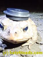 /home//u458753944/public_html/sourcegallery////////Roxborough Toad Detour/2020/2020-03-20/P3200373.JPG